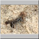 Pompilus cinereus - Wegwespe w60b traegt Wolfsspinne ein - Sandgrube OS-Wallenhorst.jpg